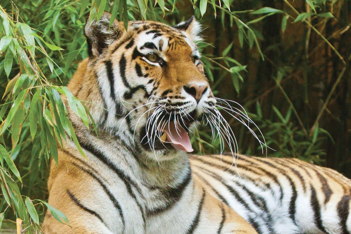 Saving the amur tiger