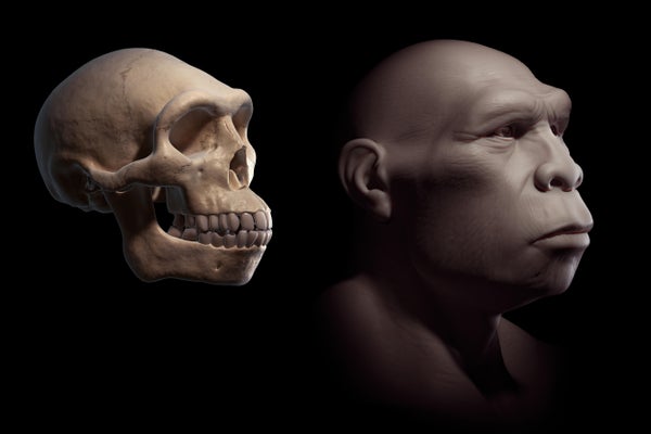 Depiction of a Homo erectus next to a Homo erectus skull for comparison.