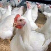 H5N8 Bird Flu Strain Spreads In Europe - Scientific American