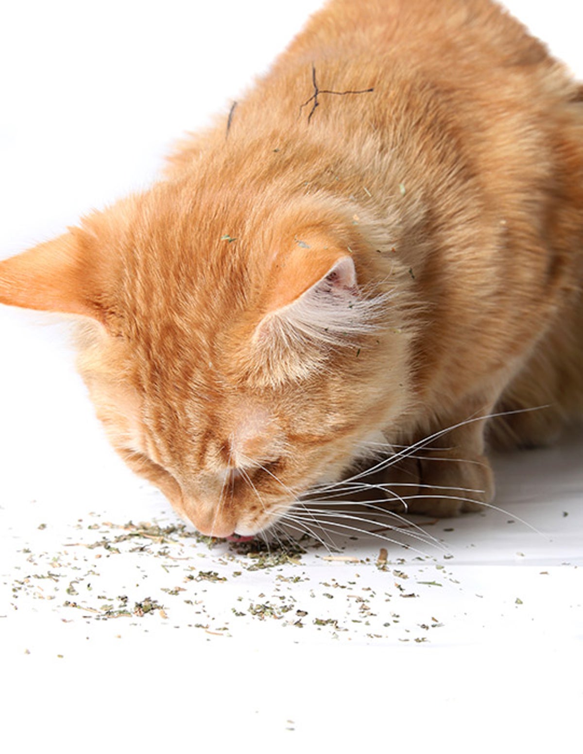 Why Do Cats Love Catnip? Scientific American