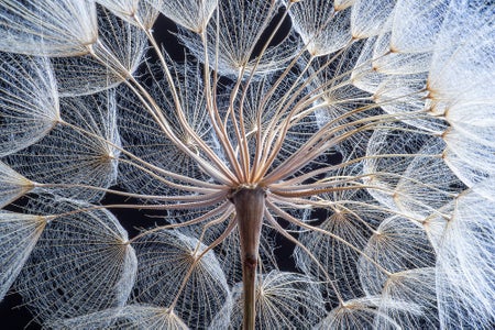 Close-up of dandelion seeds on black background