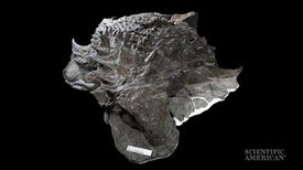 Well-Preserved Armored Fossil Reveals Cretaceous Camouflage