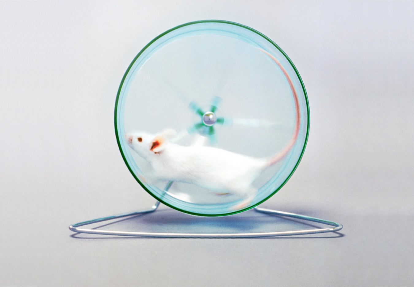 Elite Athletes' Gut Bacteria Give Rodent Runners a Boost | Scientific ...