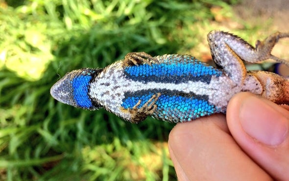 No Bull: Lizards Flee When They See Red