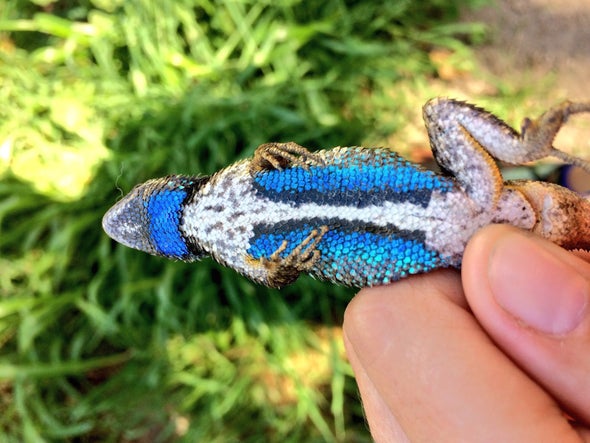 No Bull: Lizards Flee When They See Red
