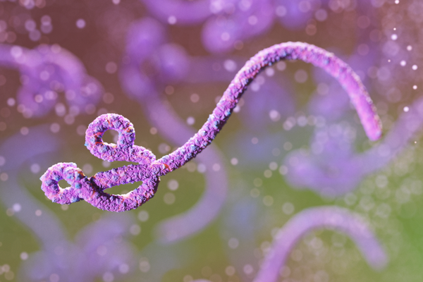 ebola virus