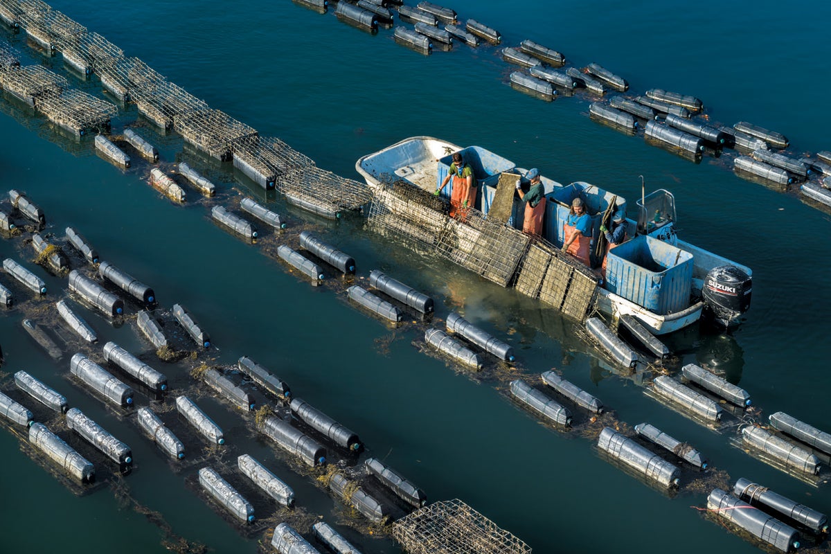 Oysters grow in bags, reinforced by cages, that are submerged in a River. 