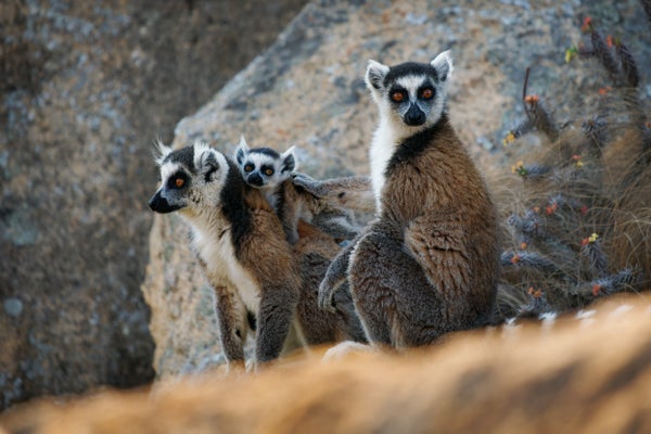 Three members of Ring-tailed Lemur troop on rock in Madagascar