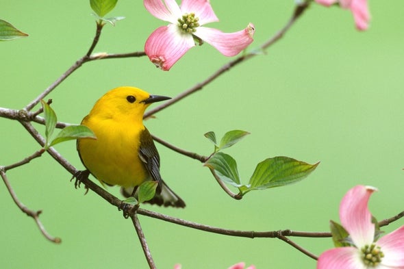 How the Suburbs Could Help Save Biodiversity