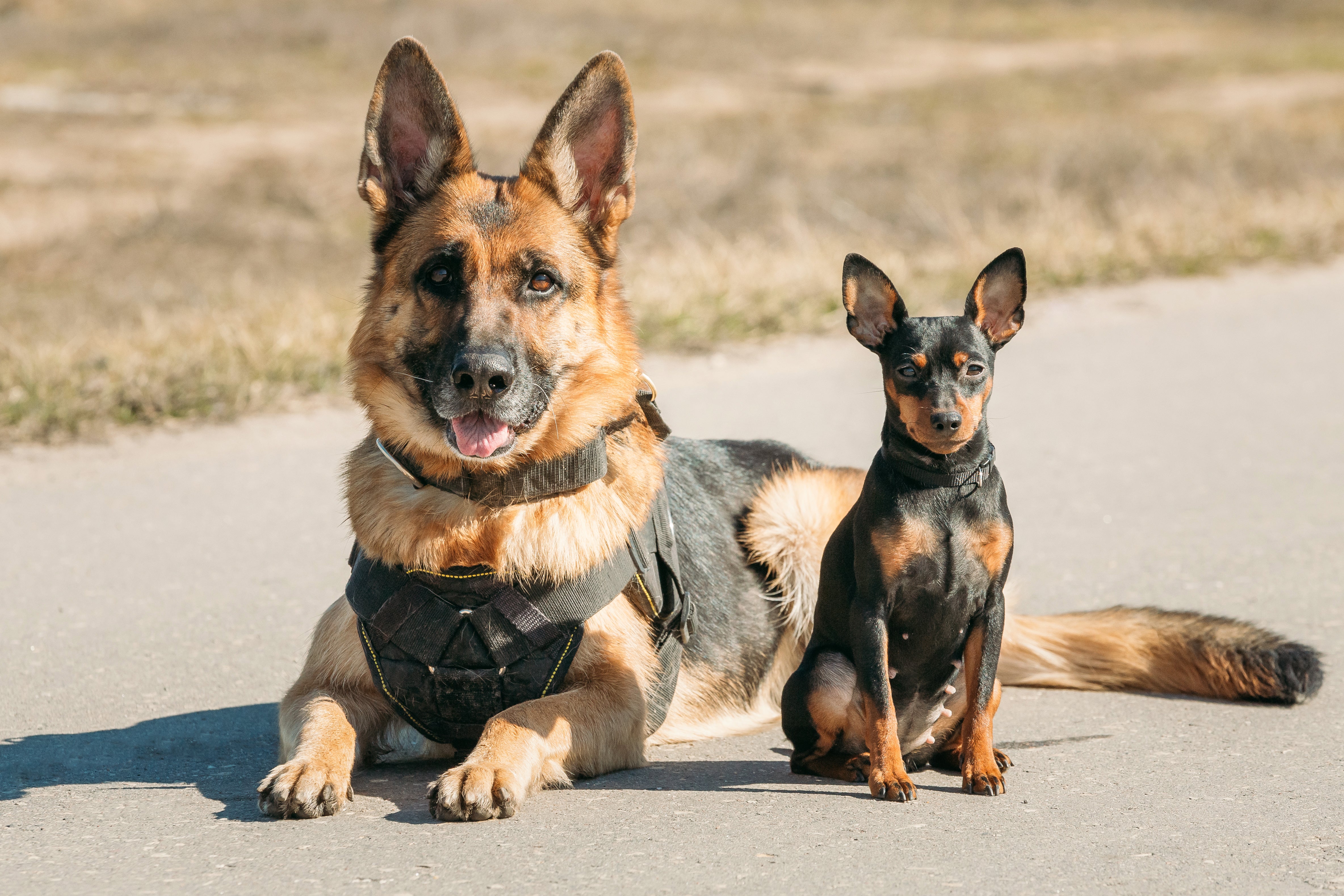 Great dane and german shepherd 2024 living together