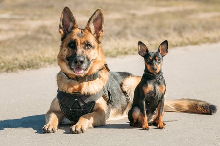 Brown German Sheepdog Alsatian Wolf Dog And Black Miniature Pinscher Pincher Sitting Together On Road