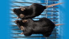 Molecular Medicine Keeps Mice Mighty in Microgravity