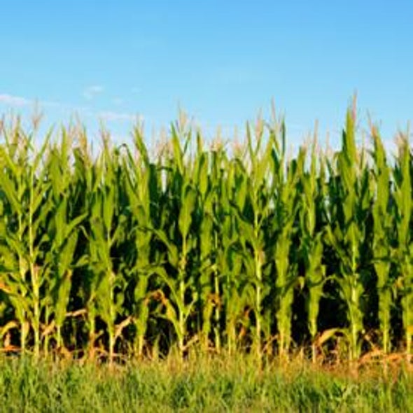 Coming to a Cornfield Near You: Genetically Induced Drought-Resistance