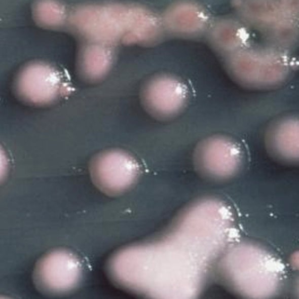 Drug-Resistant Genes Spread among Bacteria