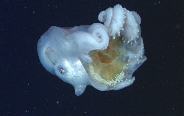 Rare Sighting Reveals Deep-Sea Octopus's Unusual Breakfast