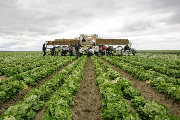 Workers picking lettuce in a field just outside of Huron, Calif