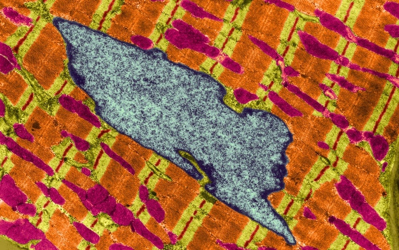 Mitochondrien-Transplantate retten Ratten vor Herzstillstand