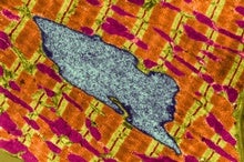 Mitochondria Transplants Save Rats from Cardiac Arrest