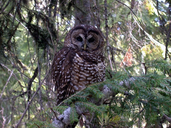 How a Math Formula Could Decide the Fate of Endangered U.S. Species