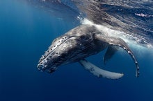 Can 'Conversations' with Whales Teach Us to Talk with Aliens?