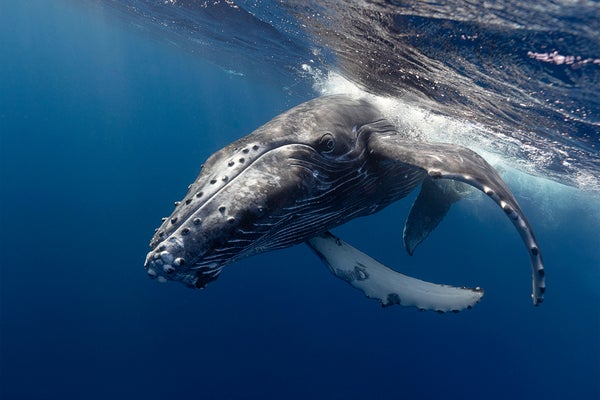 Humpback whale underwater, looking towards camera while rolling towards its side