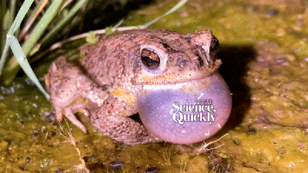 A toad with a large pink throat protuberance looks directly at the viewer