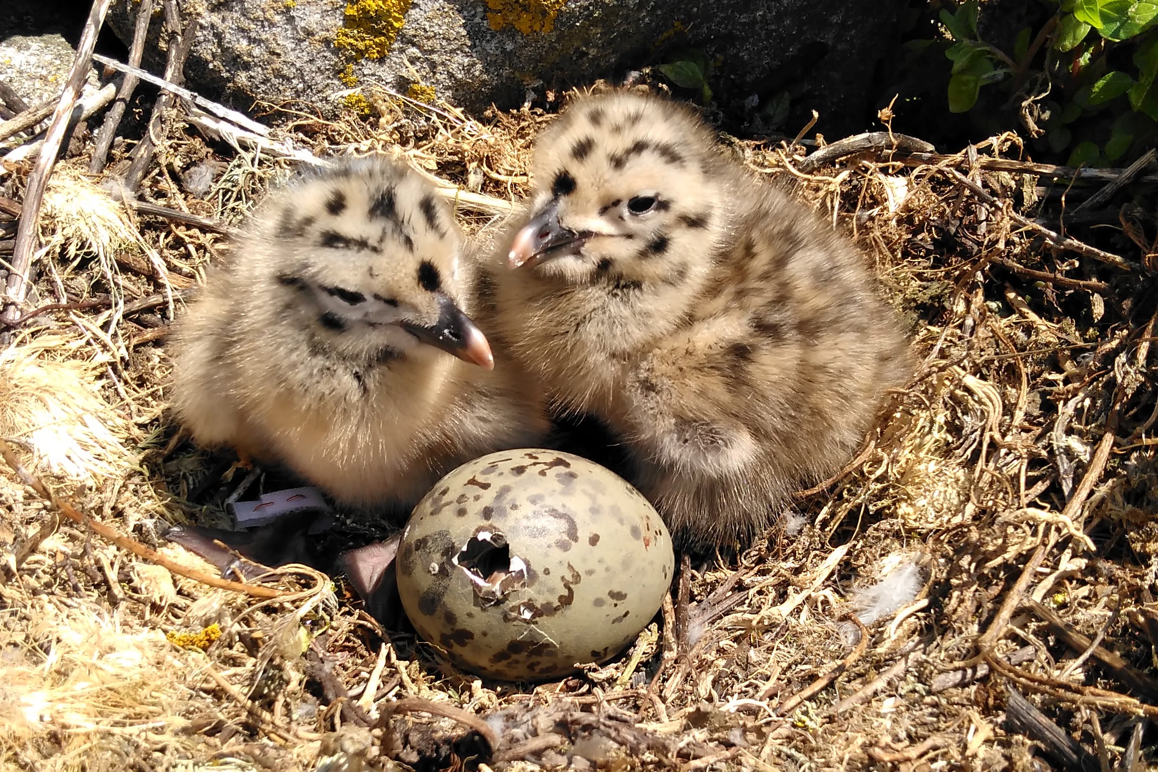 baby birds hatching