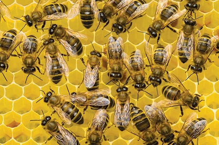 Honeybees.