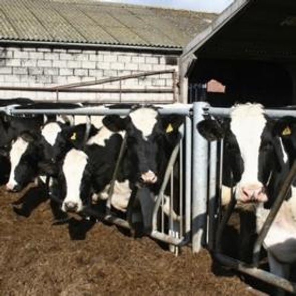 New MRSA Strain Found in Dairy Cattle and Humans