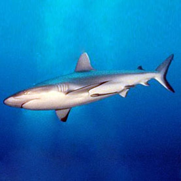 Shark Savers SharksCount