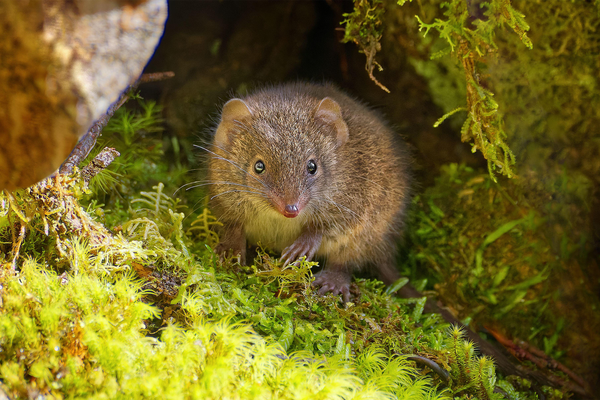 Small mouse on green moss looking at camera