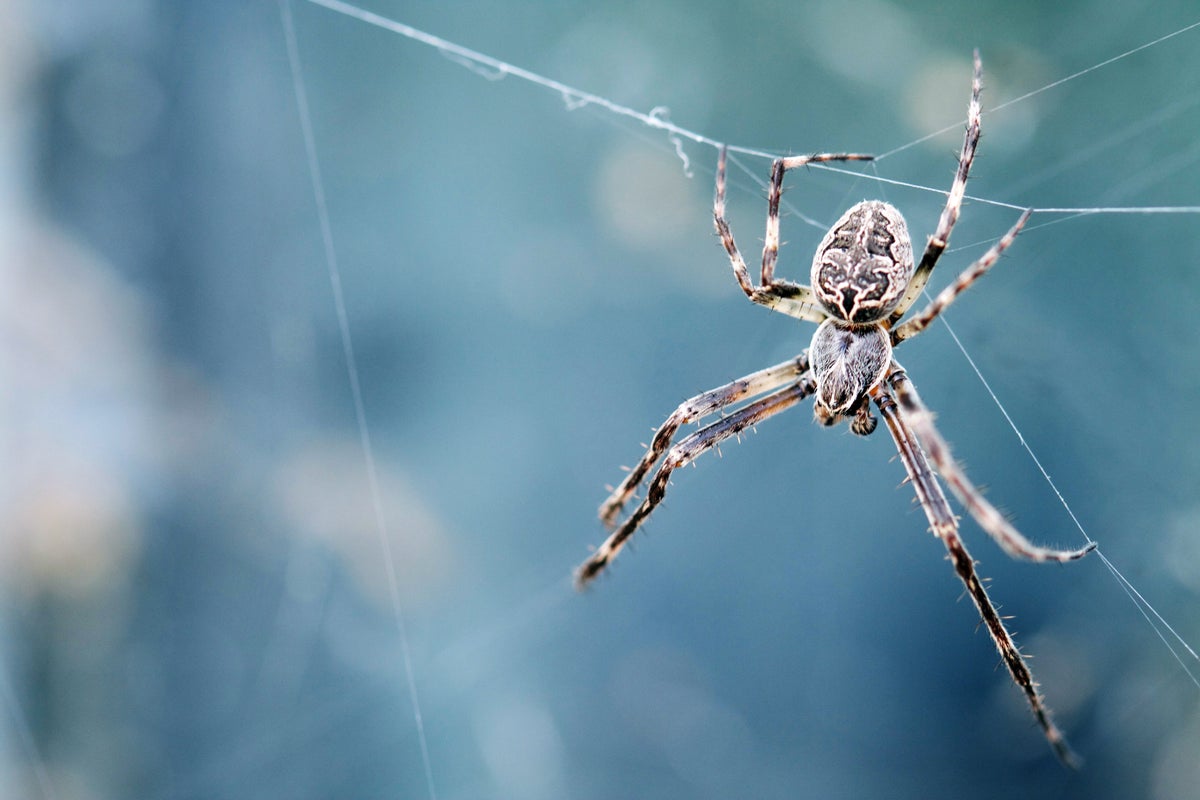 Young cupboard spiders sometimes turn cannibal and eat their