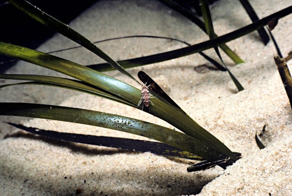 Restoring Seagrass Brings Barren Bays To Life