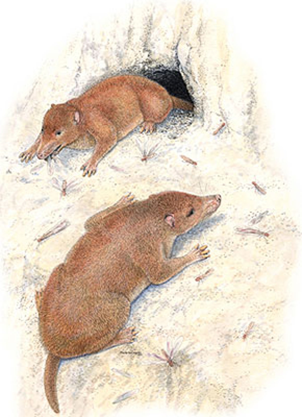 Early Termite-Eater | Scientific American