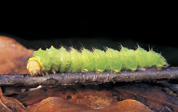 Cannibalism Quells Contagion among Caterpillars