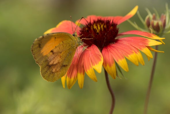 "Restoration Economy" Strives to Protect Pollinators, Create Jobs