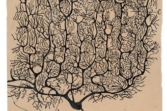 Purkinje cell drawn by Cajal from the human cerebellum at the back of the head