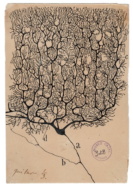 Purkinje cell drawn by Cajal from the human cerebellum at the back of the head.