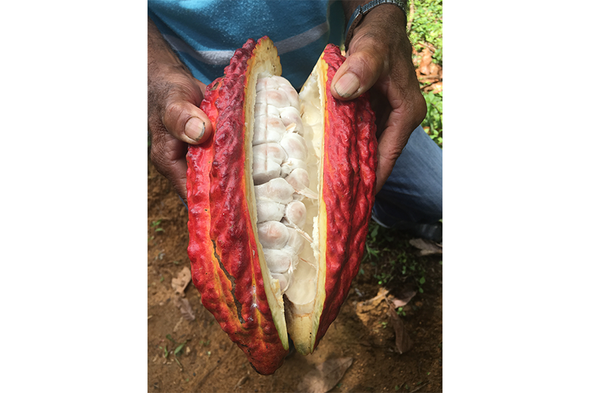 Searching for Chocolate's Roots, and Enemies, in Colombia's Wilderness