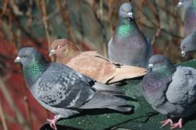 Pigeon Watch - Scientific American