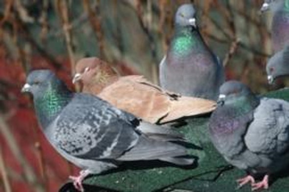 Pigeon Watch