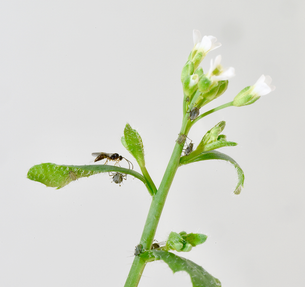 Thale cress plant with insects.