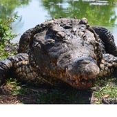 The critically endangered Cuban crocodile<br>