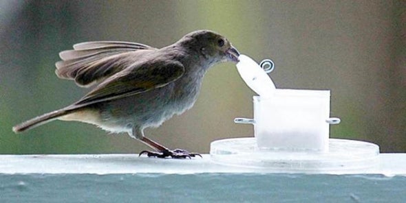 City Birds Outwit Country Counterparts
