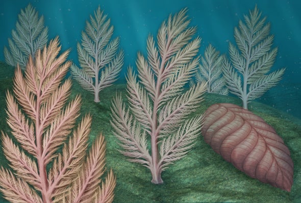 Exploring the Mysterious Life of One of Earth's First Giant Organisms