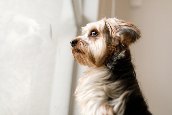 Worried terrier dog looking out the window.