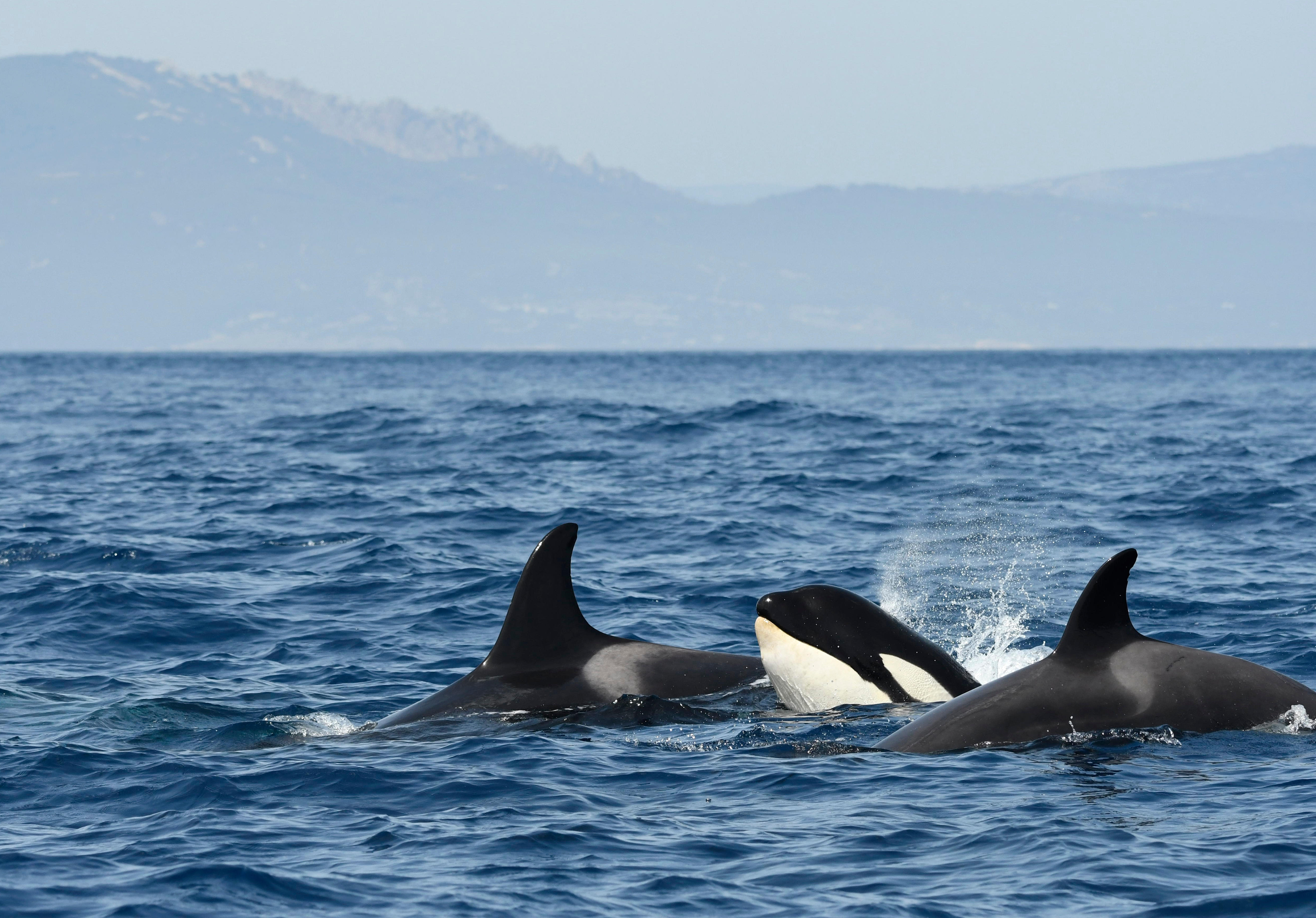 Blue Ocean Swimming Orca Killer Whale Shower Curtain Set Waterproof Fabric  Hooks