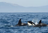 Orcas Are Learning Terrifying New Behaviors