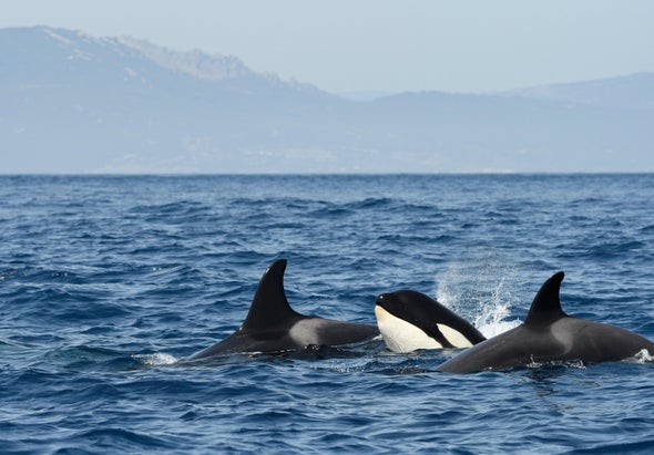 Why Has a Group of Orcas Suddenly Started Attacking Boats?