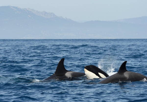 A group of three orcas swimming together in the Strait of Gibraltar